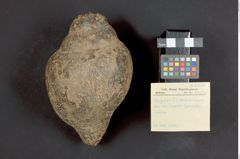 Foto (Übersicht mit Etikett) von Nachbildung einer Chank-Schnecke  (NHMW-ZOO-MO-0081100-ETH-123)